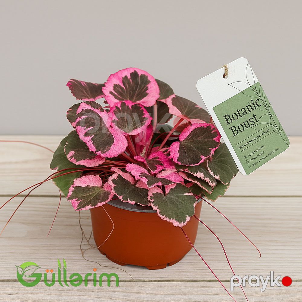 Begonia rex — Bitkilər, Bakı (2)