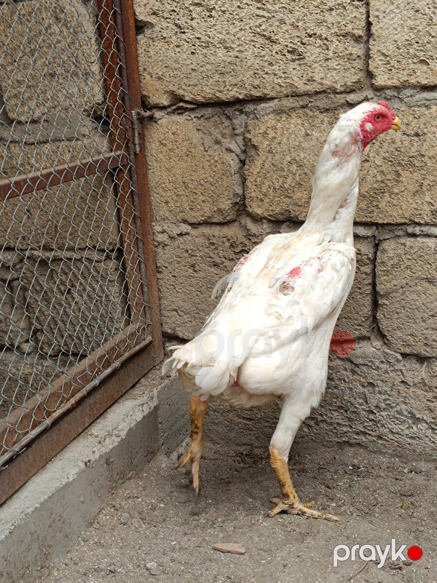 Heyratı fərə — Quşlar, Sumqayıt (2)