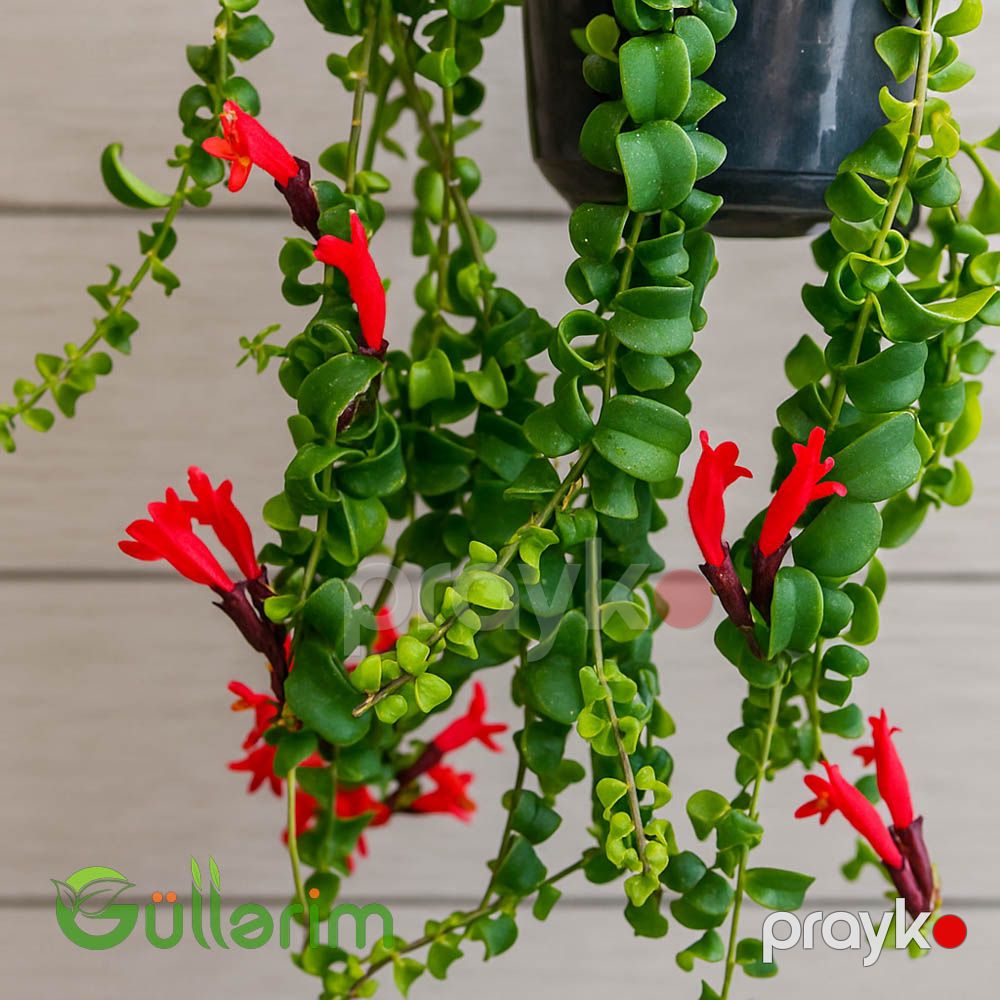 Chamflower (Dodaq boyası bitkisi) — Bitkilər, Bakı (2)