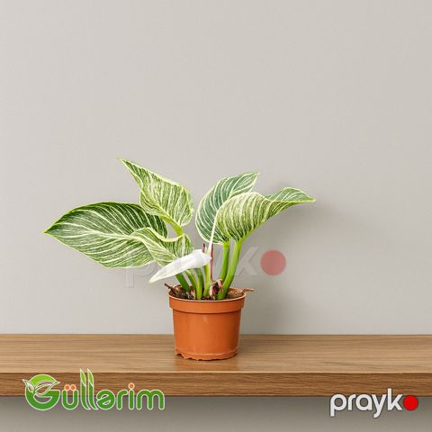 Philodendron (Fladendron - Filadendron) — Bakı