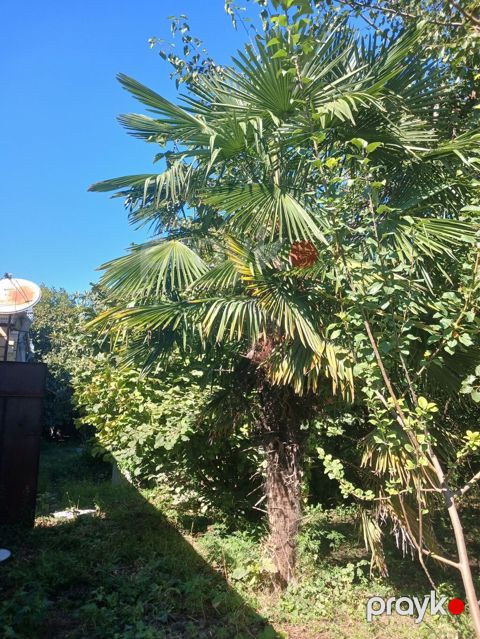 Satılır: Hündür dekorativ palma ağacı (Trachycarpus tipli) — Şəmkir