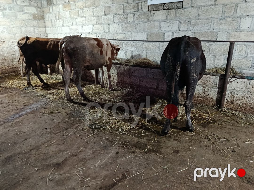 Danalar — Kənd təsərrüfatı heyvanları, Şabran (9)