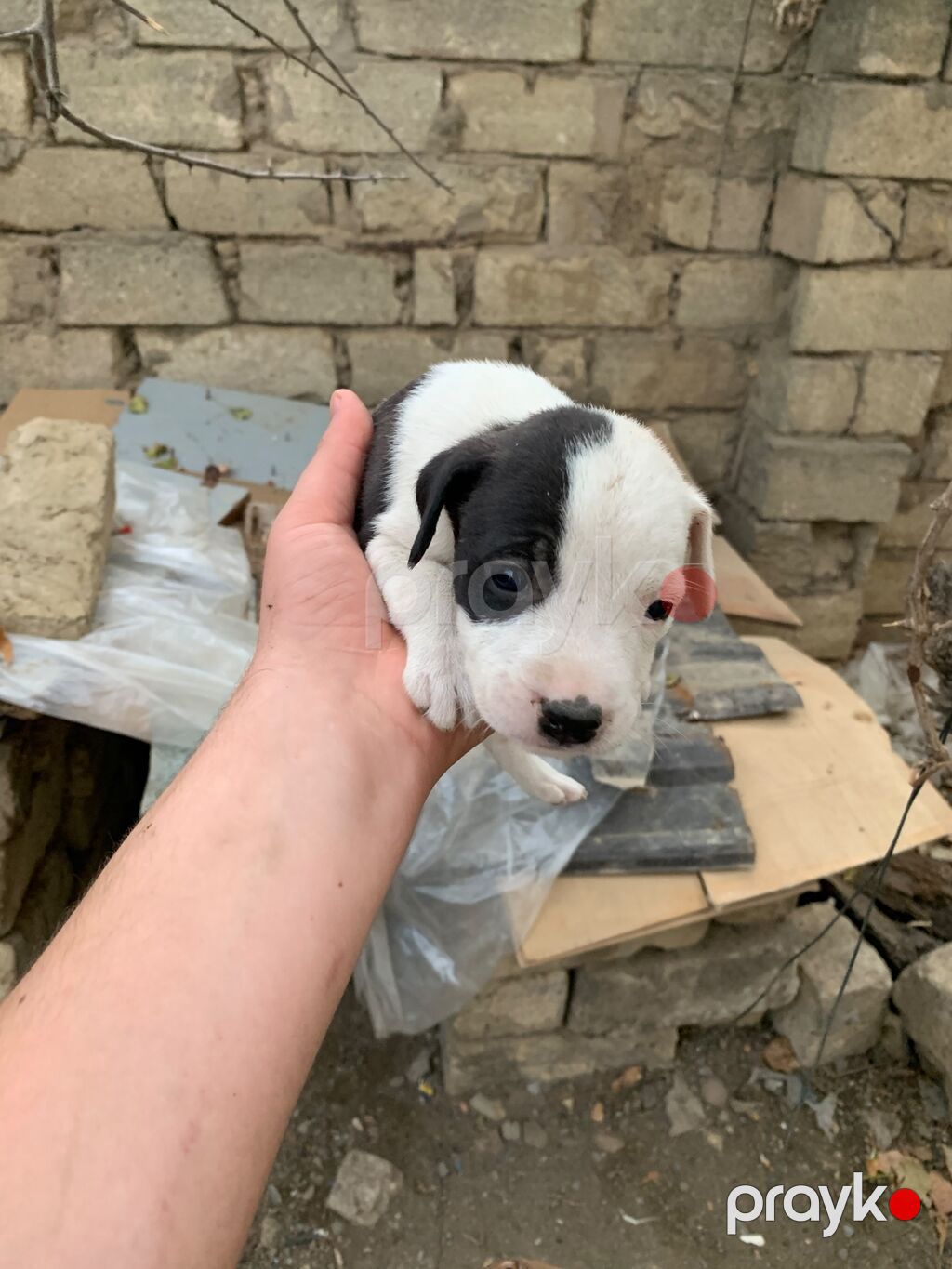 Amstaff/Pitbull penvendli 1 ayliq 4 dişi 4 erkek Şəkillərdə balaca — Köpəklər, Biləsuvar (5)