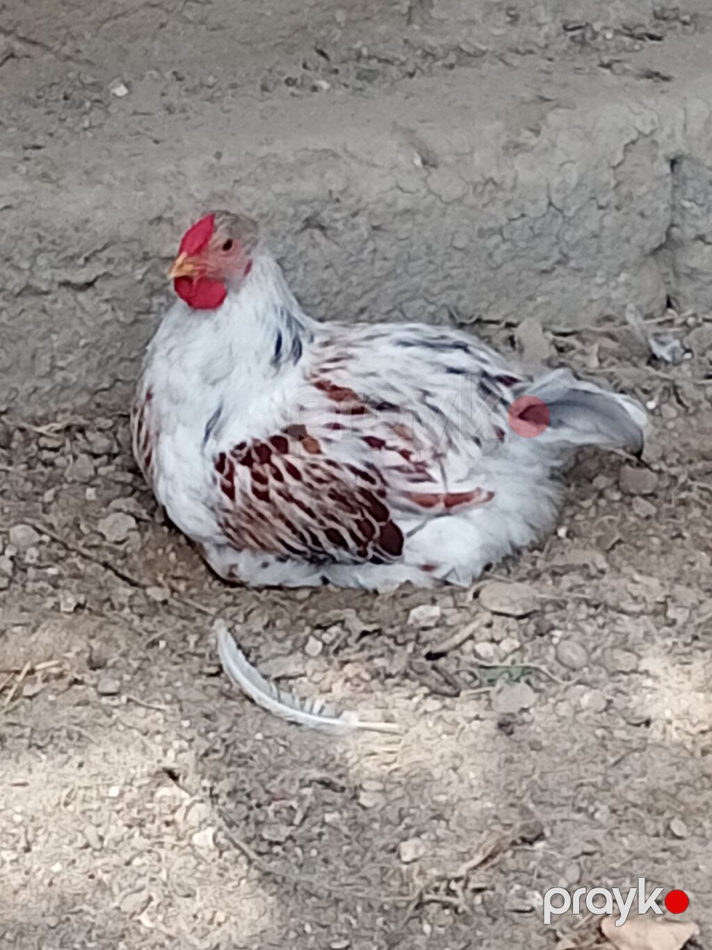3 ay 8 gunluk Vayondet xoruzlari 4 eded — Toyuq və xoruz, Bakı (2)