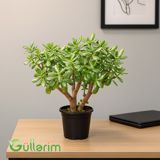 Crassula ovata (Krasula - Pul ağacı) — Goods