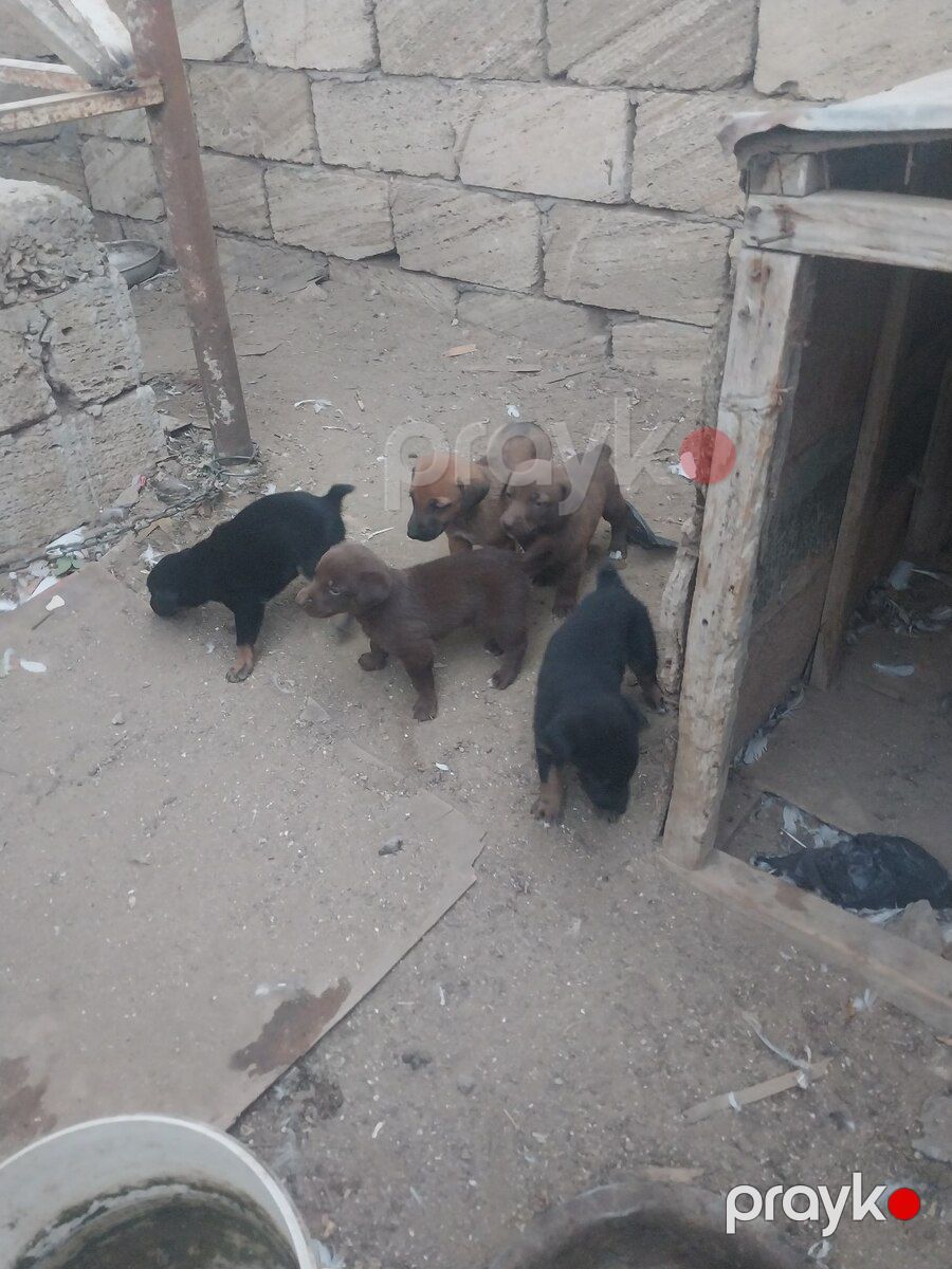 Doberman balaları — Köpəklər, Bakı (8)