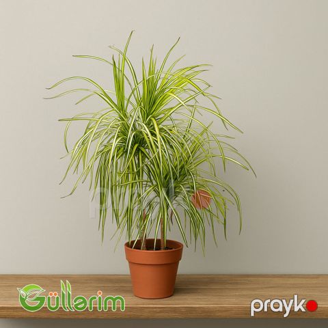 Dracaena fragrans — Bakı