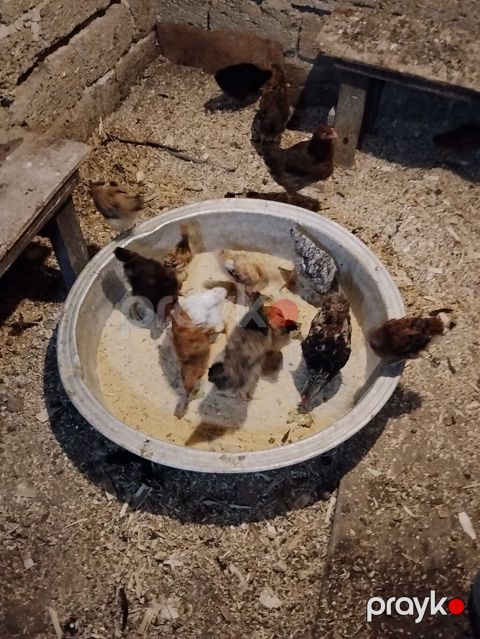 Toyuq cücələri, Ətlik — Bakı