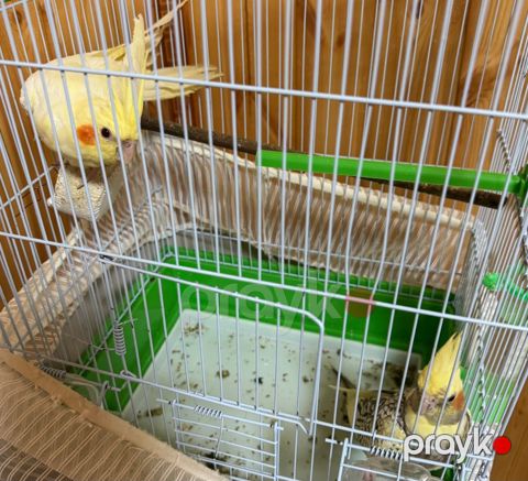 Korella tutuquşuları — Yevlax