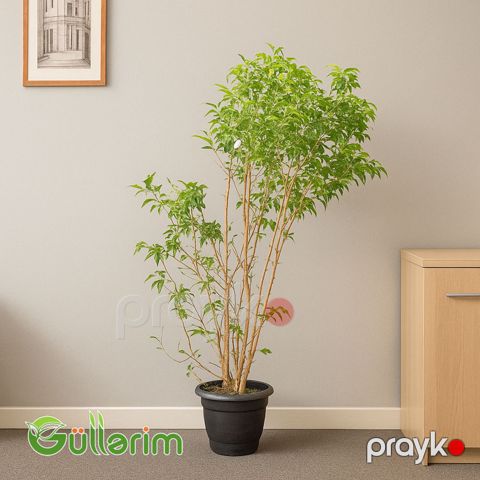 Ficus Benjamina (Fikus Benjamin) — Bakı