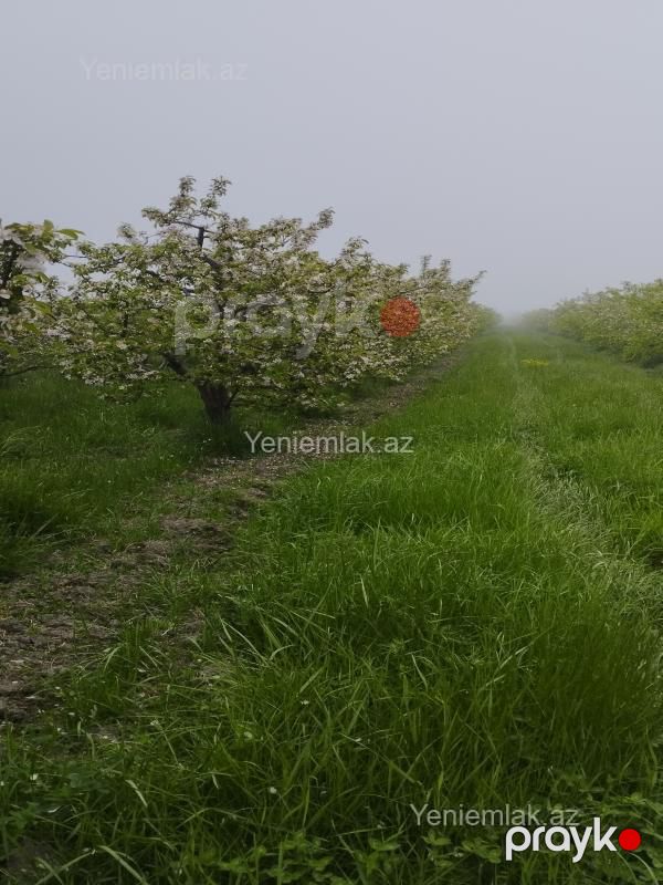 Satılır Torpaq sahəsi, 115 sot, Quba — Torpaq, Quba (5)