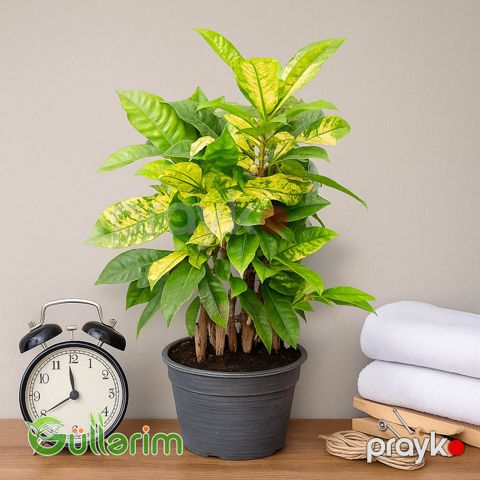 Kroton (Codiaeum) — Bakı