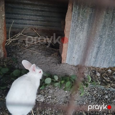 Ağ albin dovşanı satılır səmi 13 azn - Cins/type: ağ albin — Göyçay