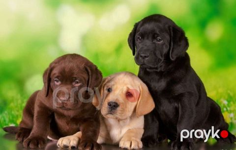 Labrador Retriver — Bakı