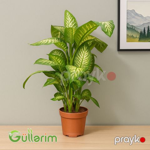 Dieffenbachia (Difenbaxiya) — Bakı