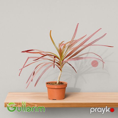 Dracena marginata (Qırmızı kənarlı dracena) — Bakı