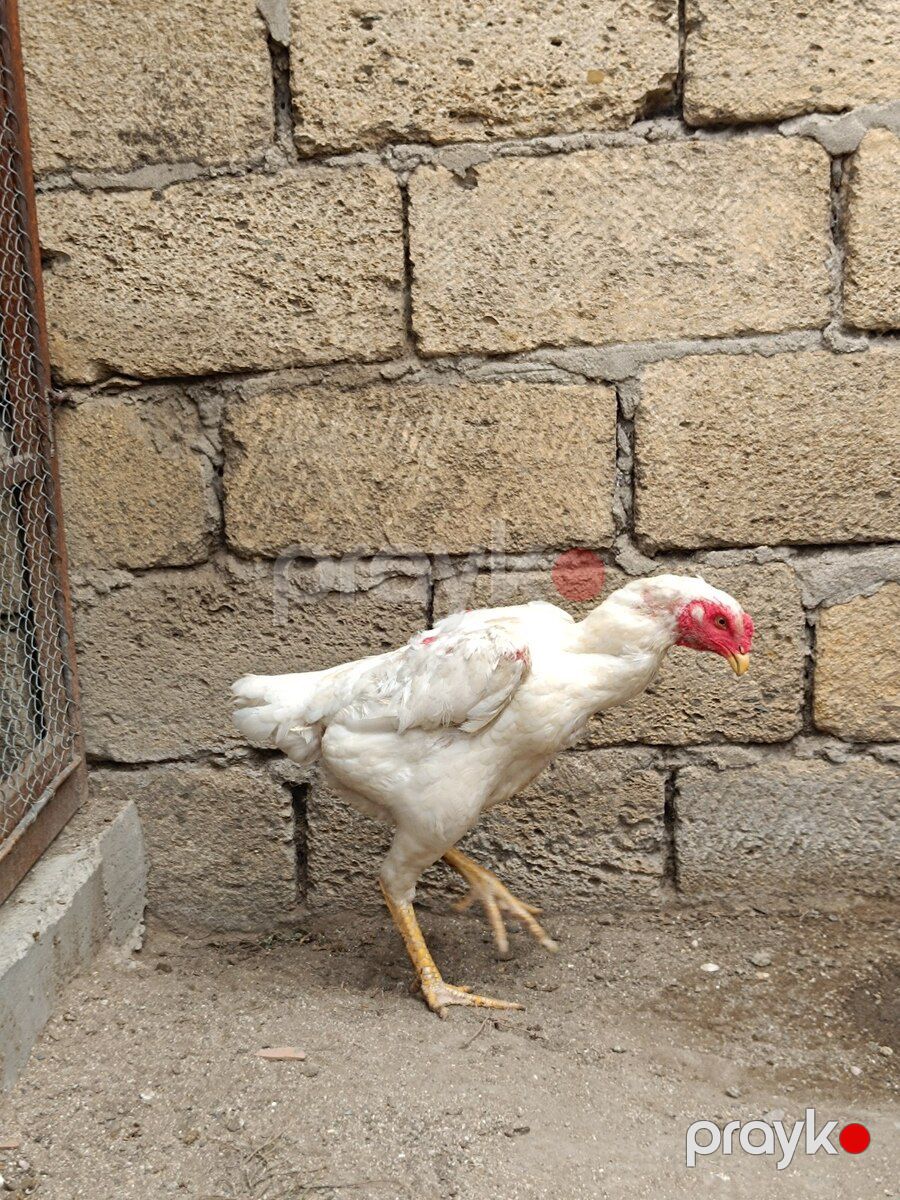 Heyratı fərə — Quşlar, Sumqayıt (5)