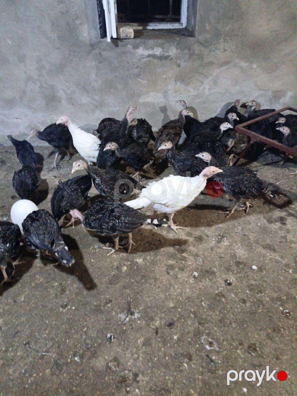 Məhsul:( 56 günlük20AZN Hinduşka cücələri (tüklənmiş gənc — Digərləri, Bakı (3)
