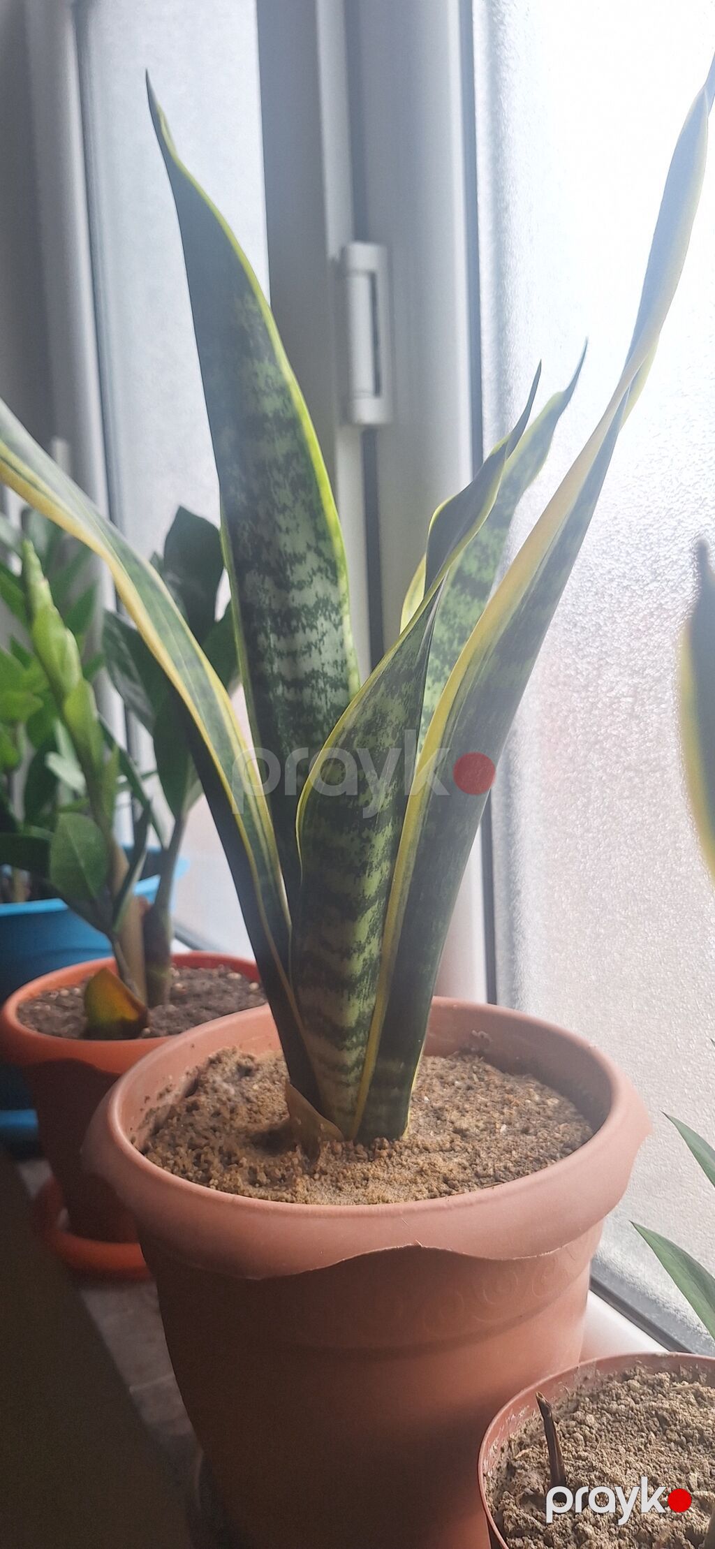 Sansevieria (Qayın dili, Snake Plant) – dekorativ ev bitkisi - Növ — Qapı bitkələri, Bakı (2)