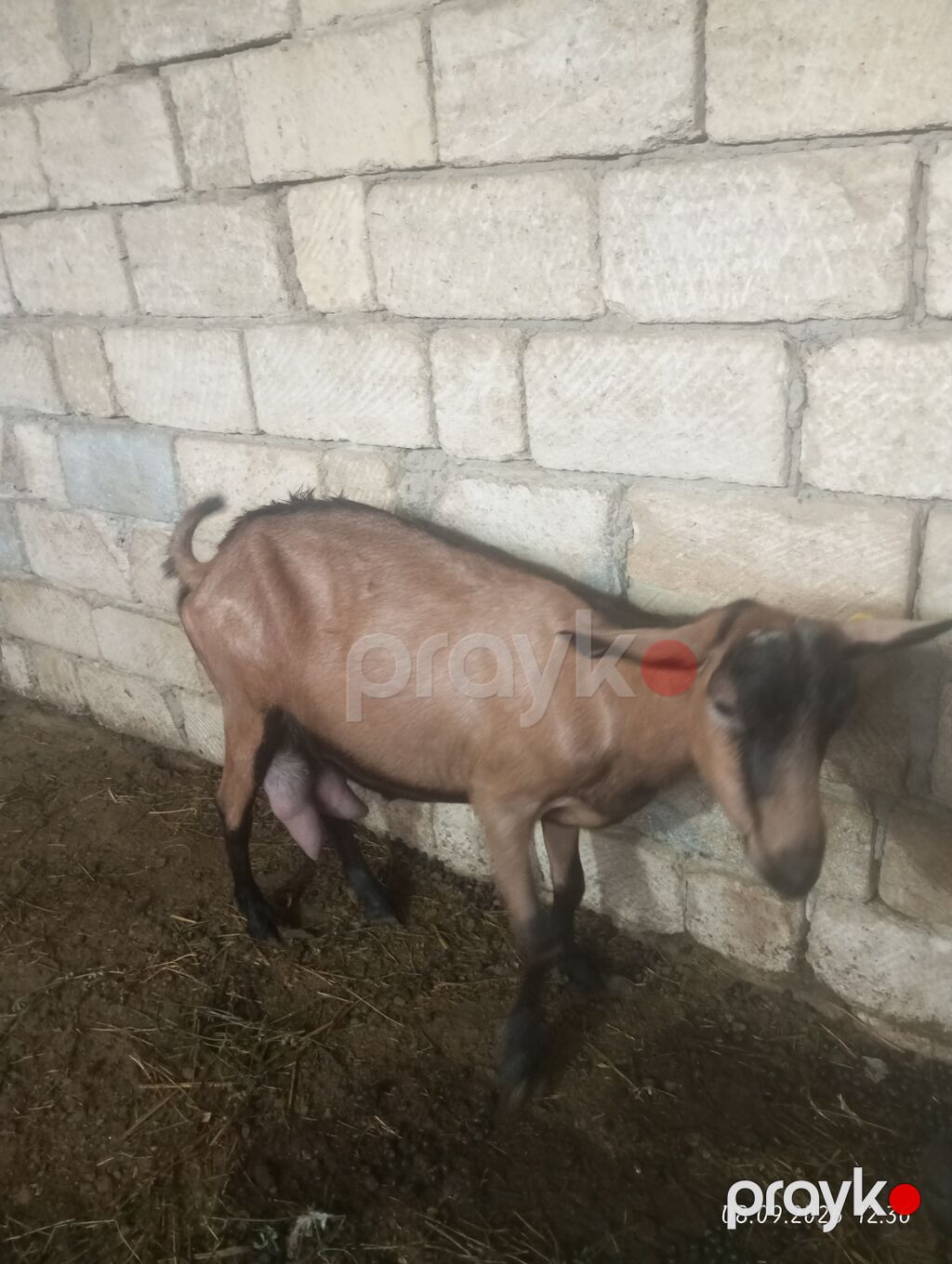 Əssəlamu Alekum alpin oberhas kecisi satılır yanında balasıya birlikdə — Kənd təsərrüfatı heyvanları, Saray (2)