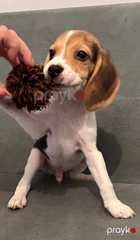 Beagle balaları — Bakı