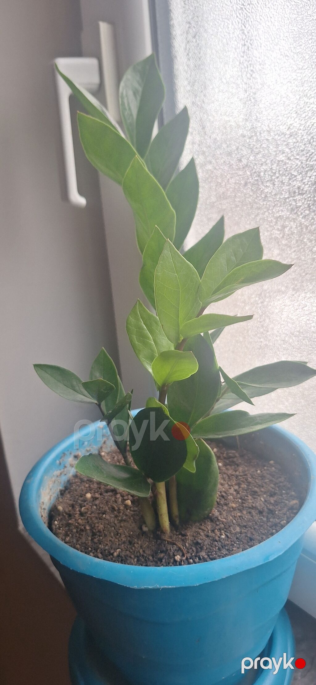 Zamiokulkas (dollar gülü Qiymet 9.10 manat — Qapı bitkələri, Bakı (2)