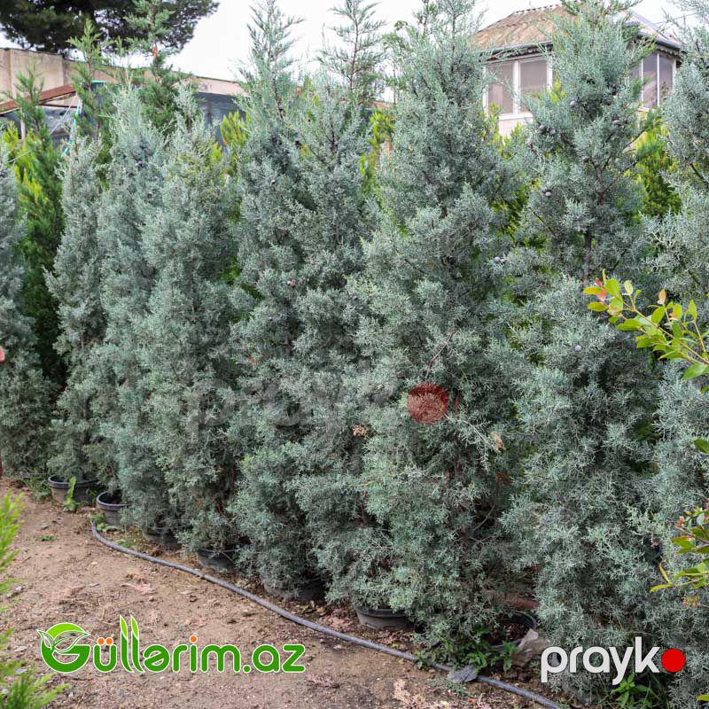 Arizona kiparis (Cupressus arizonica) — Bitkilər, Bakı (3)