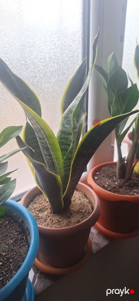 Sansevieria (Qayın dili, Snake Plant) – dekorativ ev bitkisi - Növ — Bakı