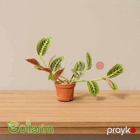 Maranta (Maranta leuconeura) — Dua edən bitki — Bakı