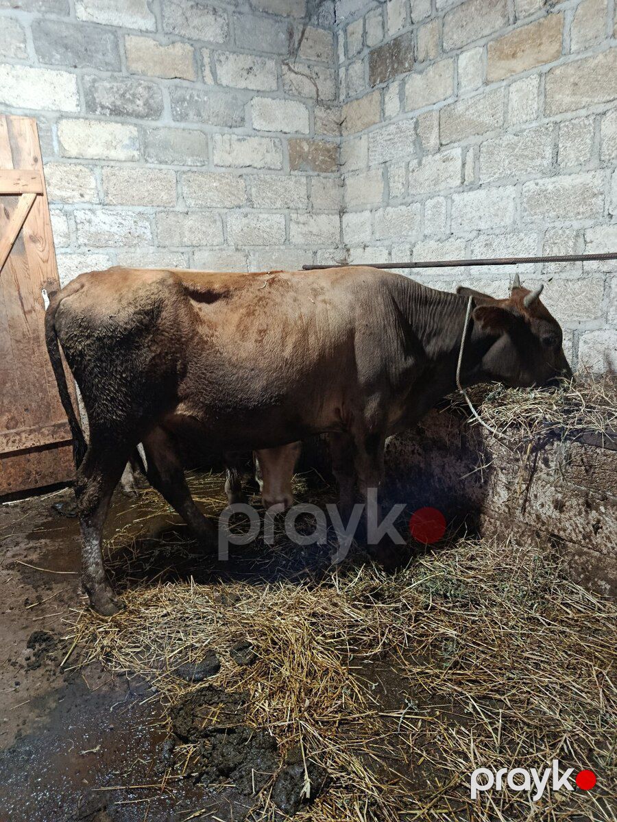 Danalar — Kənd təsərrüfatı heyvanları, Şabran (6)
