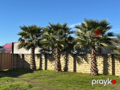 Palma ağacı — Masallı