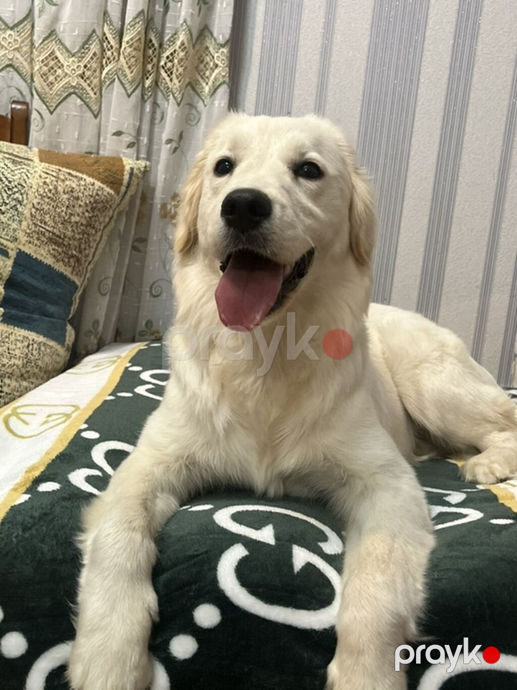 Retriever, 8 ay, Dişi — Köpəklər, Sumqayıt (6)