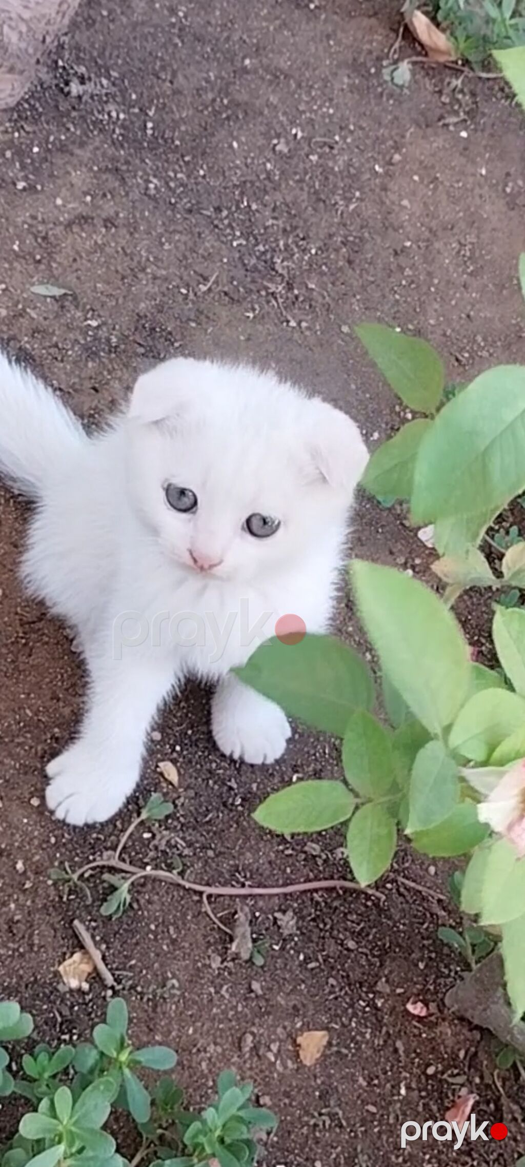 Şotland yastı qulaq, Dişi, Yaxşı əllərə, Ünvandan götürmə — Pişiklər, Bakı (2)