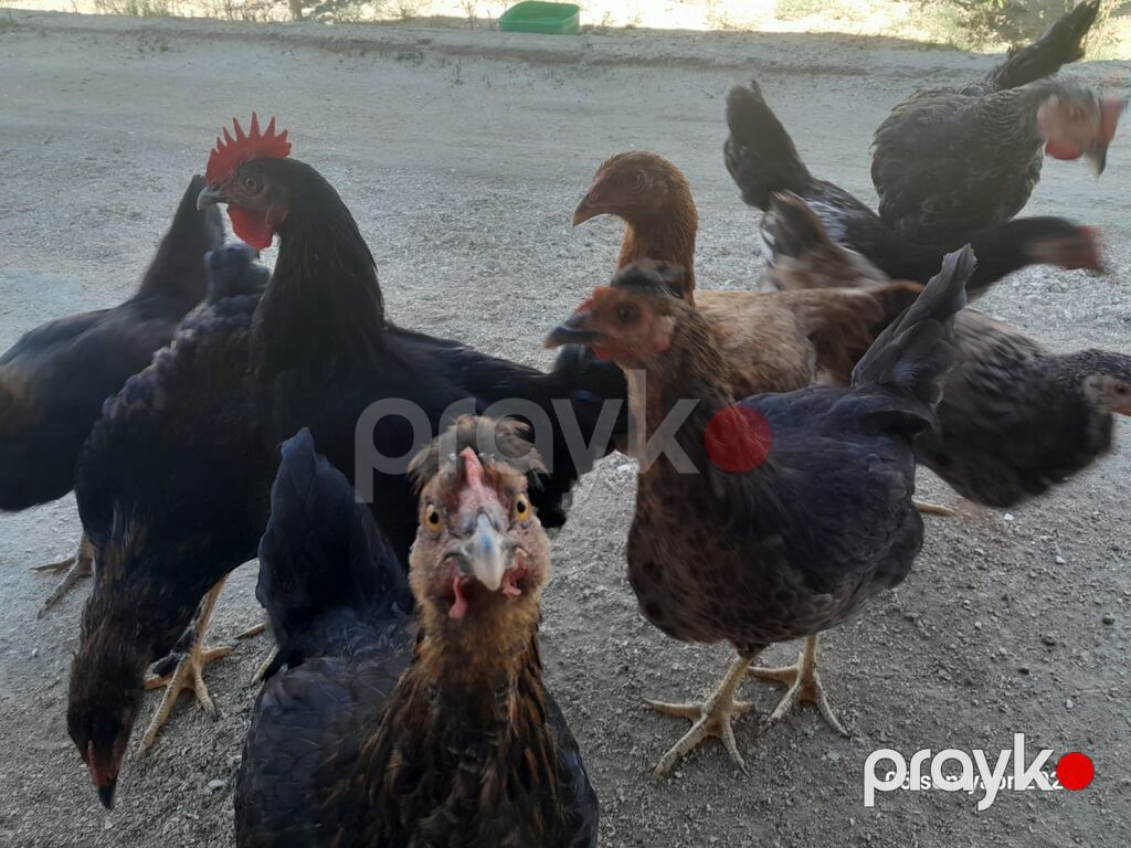 Toyuq, Yumurtalıq — Toyuq və xoruz, Bakı (3)