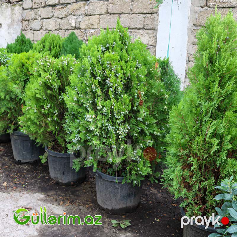 Amerikan Tuya (Thuja occidentalis) — Dacha və bağ, Bakı (2)