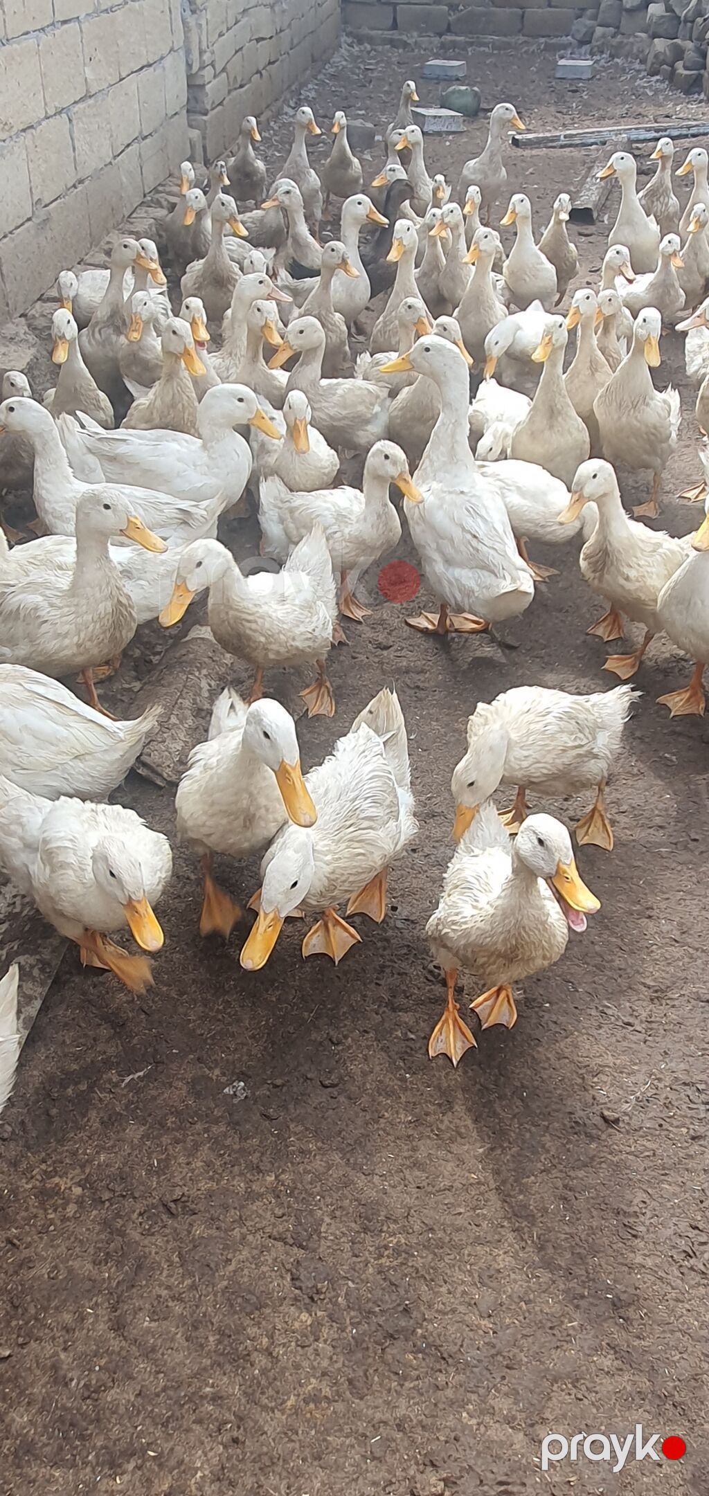 Ağ rəngli ev ördəkləri – sürü halında - Cins/Tip: Ağ ev ördəkləri — Digərləri, Hacıqabul (3)