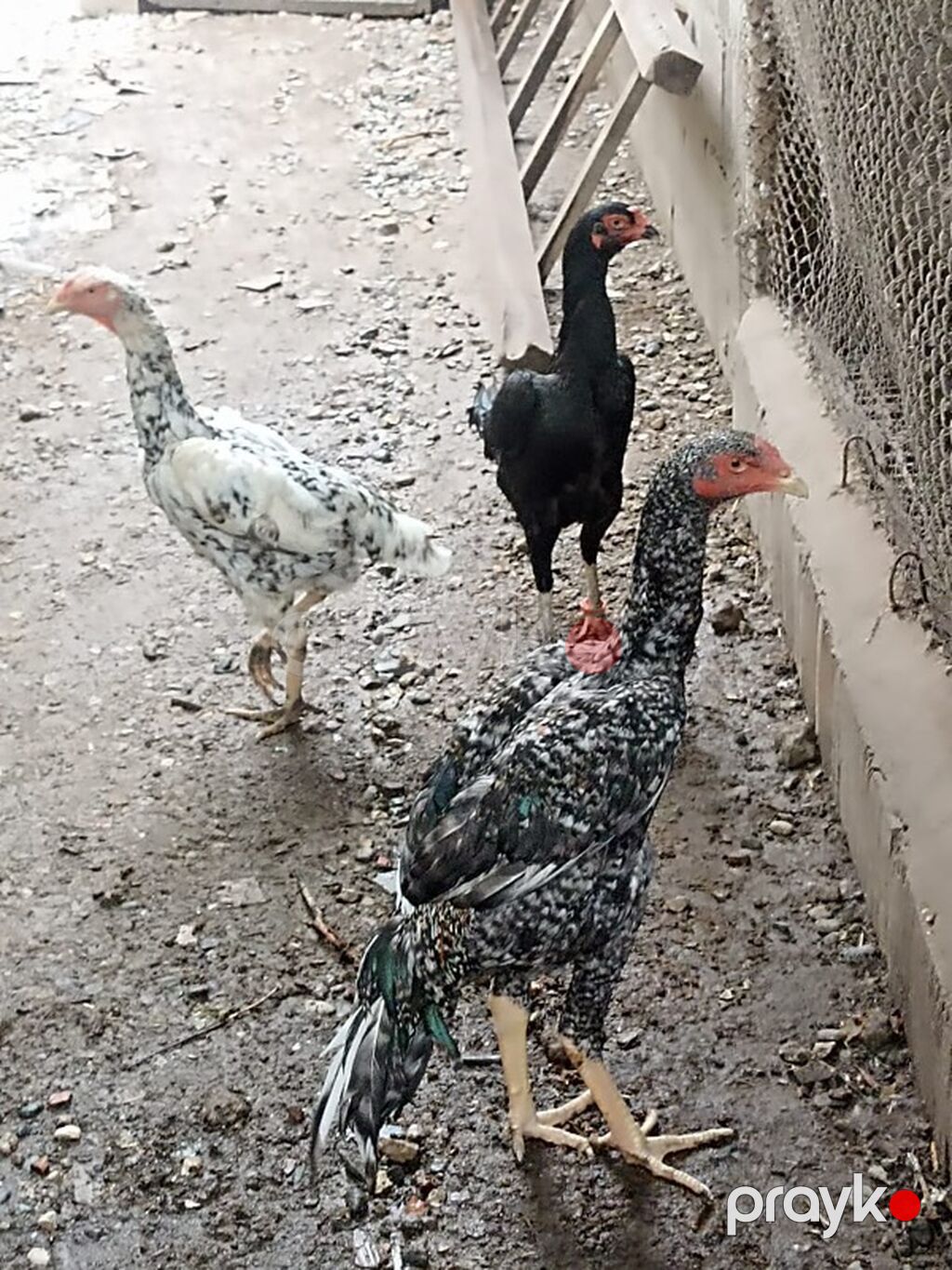 Toyuq, Damazlıq — Toyuq və xoruz, Bakı (2)