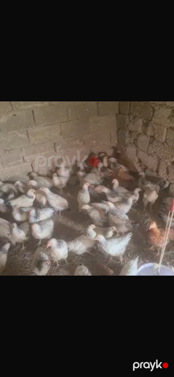 Çolpalar — Quşlar, Bakı (6)