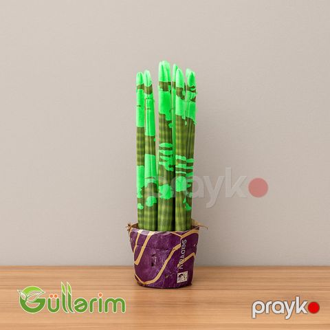 Qılınc bitkis, Sansevieria trifasciata,Драцена трёхполосная — Bakı