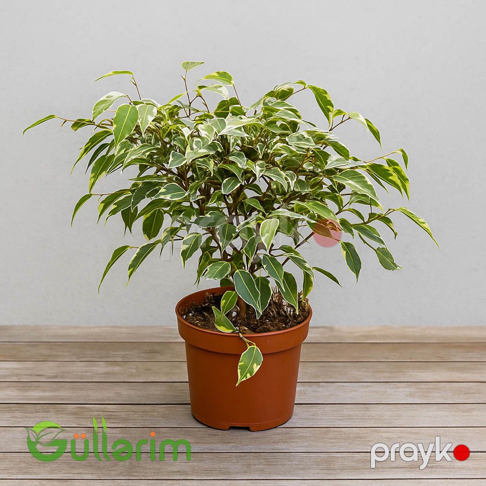 Ficus Benjamina (Fikus Benjamin) — Bitkilər, Bakı (2)