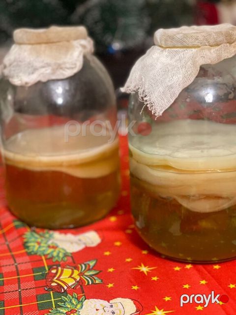 Çay göbələyi — Bakı
