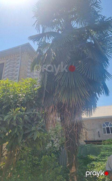 Palma ağacı