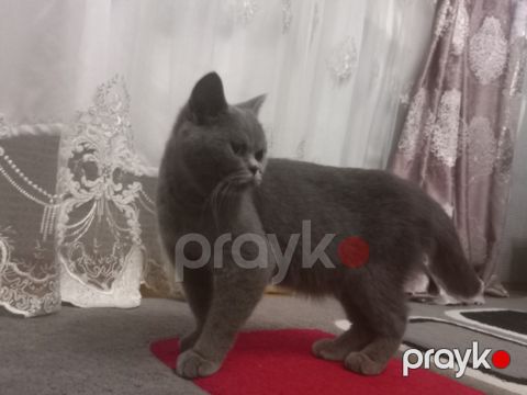 Britan pişiyi — Bakı