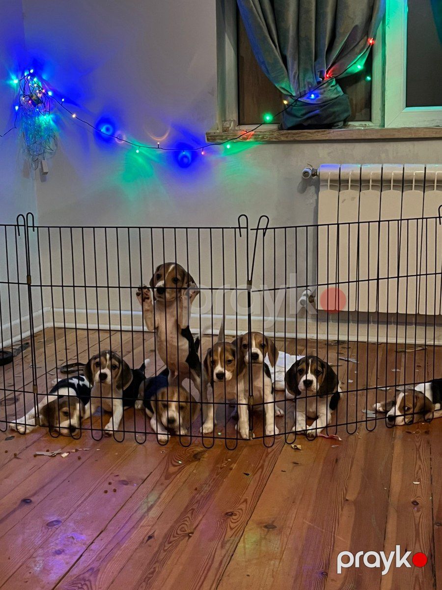 Beagle balaları — Köpəklər, Bakı (5)