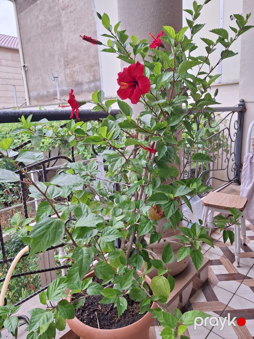 Qırmızı çiçəkli hibiskus (Hibiscus rosa‑sinensis) – iri saksıda — Qapı bitkələri, Bakı (4)