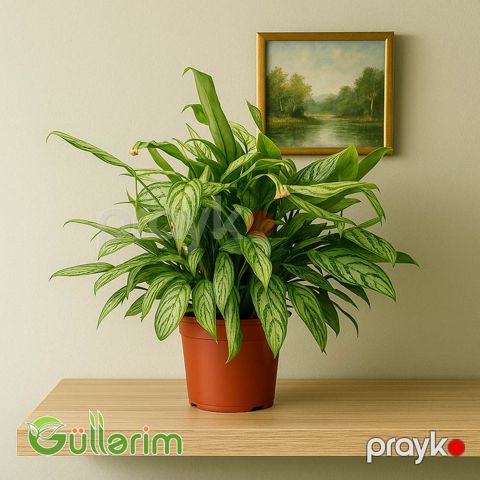 Aglaonema (Aqlonema) — Bakı
