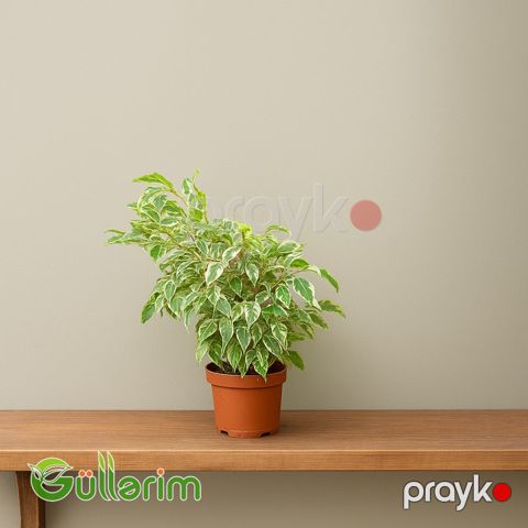 Ficus Benjamina (Fikus Benjamin) — Bakı