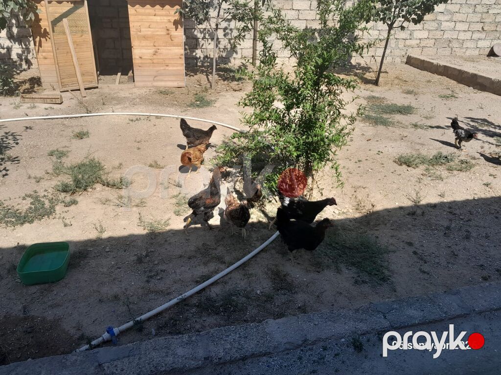 Toyuq, Yumurtalıq — Toyuq və xoruz, Bakı (4)