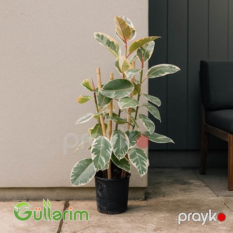 Ficus Elastica (Fikus elastika) — Bakı