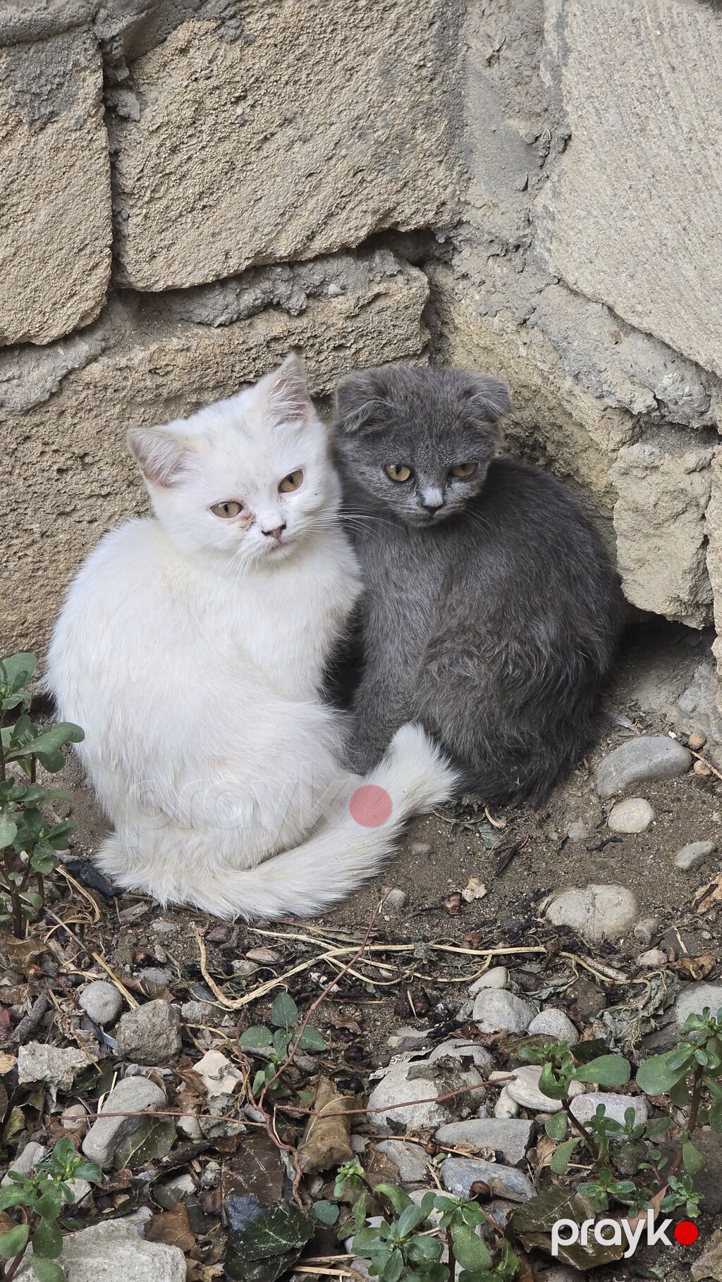 Dişi, Yaxşı əllərə — Pişiklər, Bakı (2)